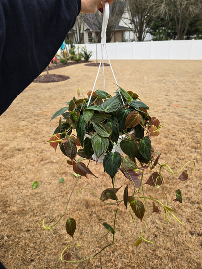 Philodendron Micans (Velvet Leaf) 8" Hanging Basket - Not Pet Friendly - Pick Your Plant Option - Indoor Plant