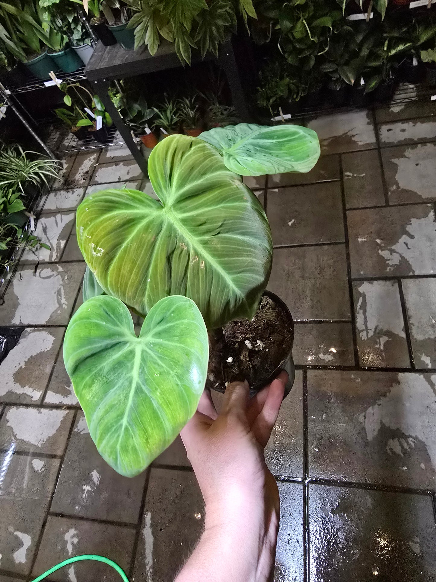 4" Philodendron El Choco Red - Not Pet Friendly - Pick Your Plant Option - Live Indoor Plant