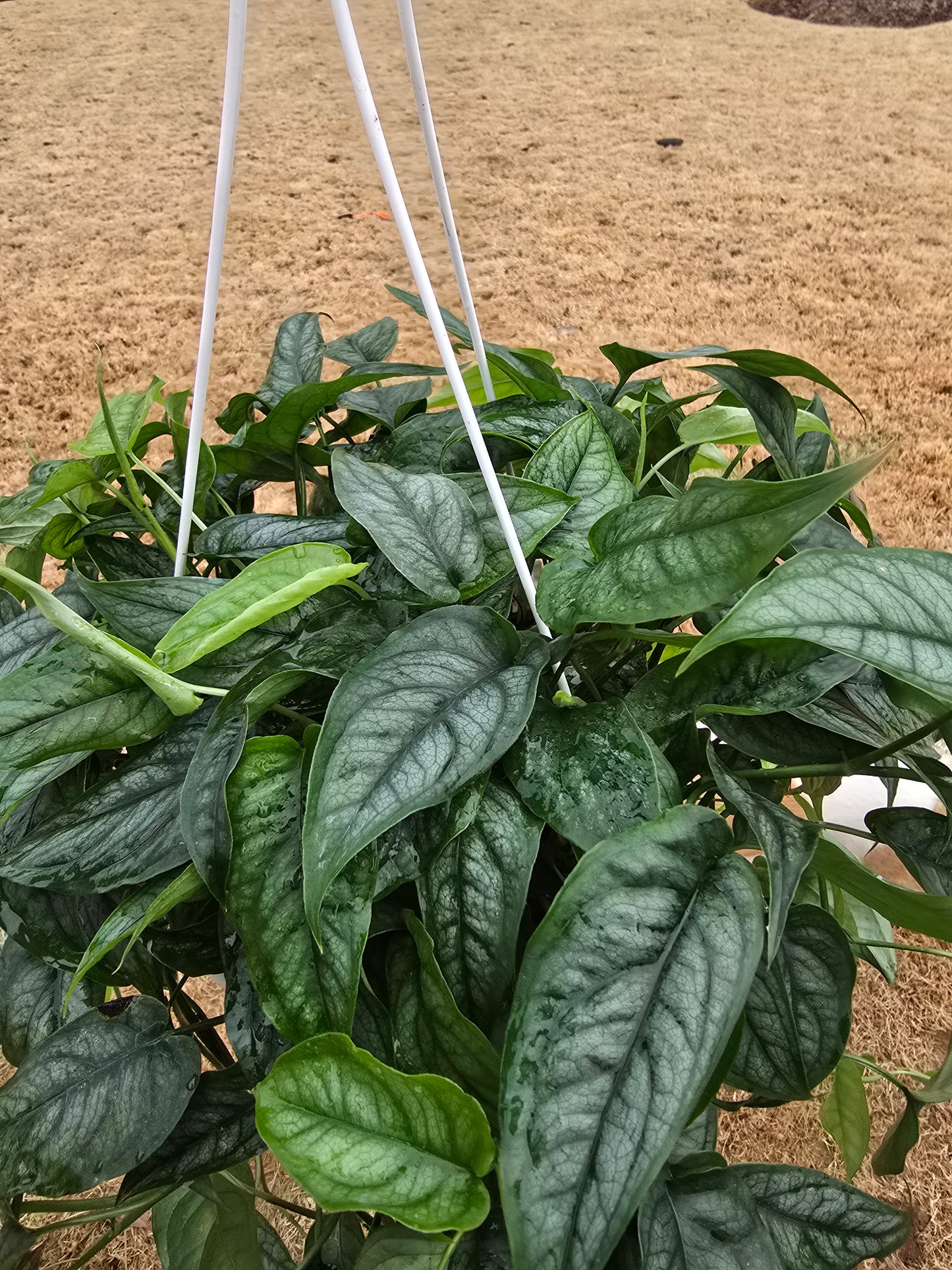 Monstera Siltepecana 8" Hanging Basket - Not Pet Friendly - Pick Your Plant Option - Live Indoor Plant