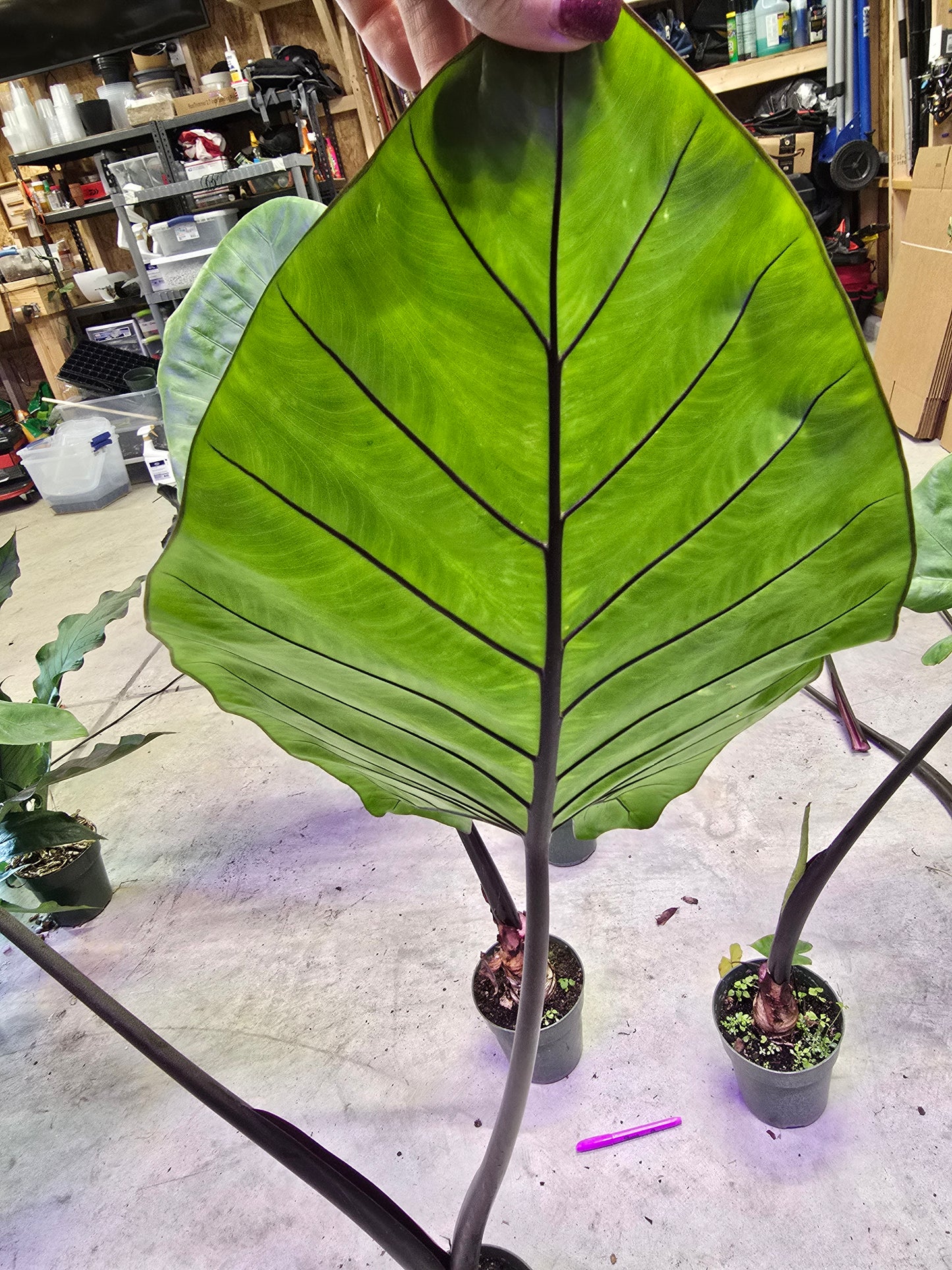 6" Alocasia Black Stem - Not Pet Friendly - Pick Your Plant Option - Live Indoor Plant