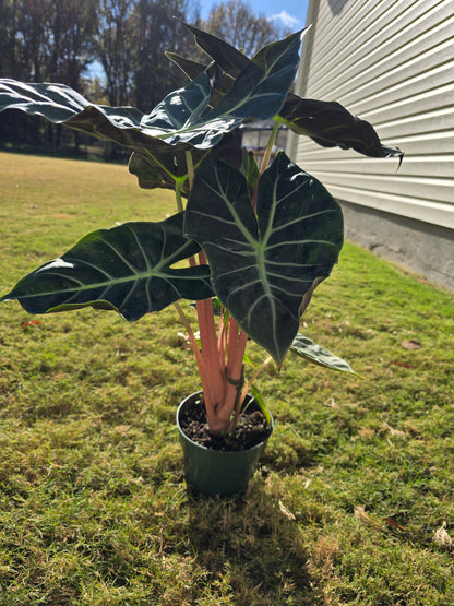 6" Alocasia Pink Dragon (Morocco) - Not Pet Friendly - Pick Your Plant Option - Live Indoor Plant