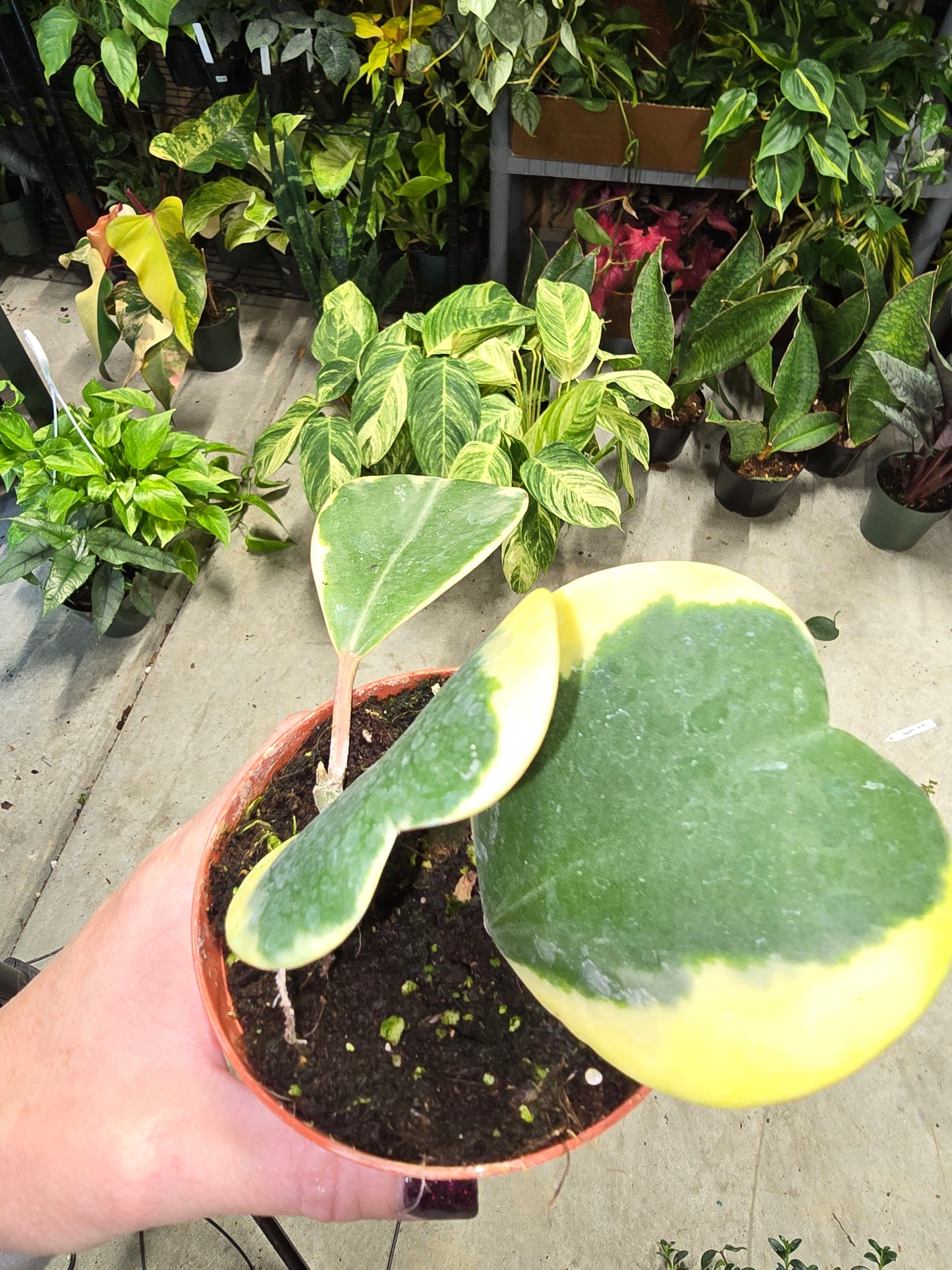 Hoya Kerrii Variegated 4" - Pet Friendly - Pick Your Plant Option - Live Indoor Plant