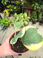 Hoya Kerrii Variegated 4" - Pet Friendly - Pick Your Plant Option - Live Indoor Plant