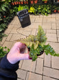 BOGO Fern Pteris Tricolor Baby 2" - Pet Friendly - Pick Your Plant Option - Live Indoor Plant