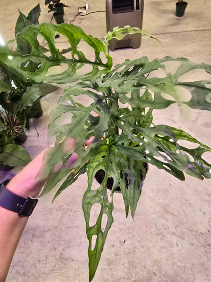 4" Monstera Obliqua Peru - Not Pet Friendly - Pick Your Plant Option - Live Indoor Plant