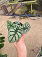 4" Alocasia Silver Dragon - Not Pet Friendly - Pick Your Plant Option - Live Indoor Plant