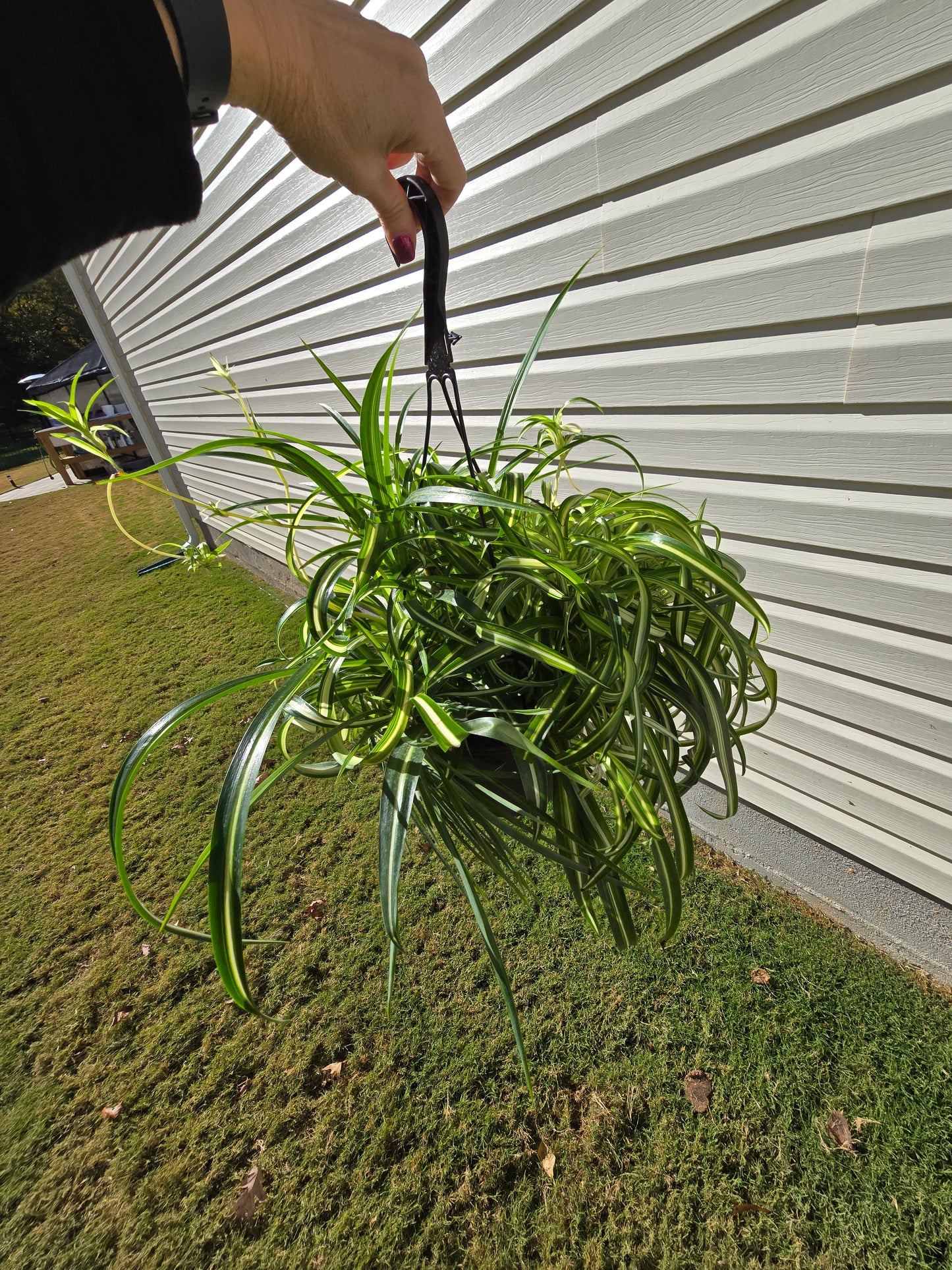 8" Spider Plant Curly Hanging Basket - Pet Friendly - Pick Your Plant Option - Live Indoor Plant