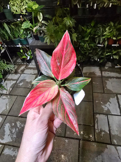 4" Aglaonema Siam Aurora - Not Pet Friendly - Pick Your Plant Option - Live Indoor Plant