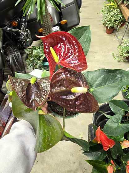 6" Anthurium 'Sempre' Brown - Not Pet Friendly - Pick Your Plant Option - Live Indoor Plant