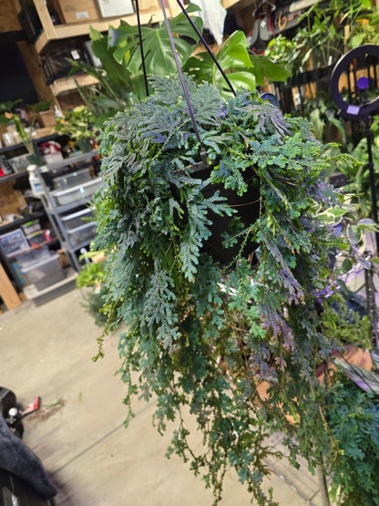 8" Rainbow Fern Hanging Basket - Pet Friendly - Pick Your Plant Option - Live Indoor Plant