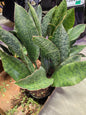 6" Whale Fin Snake Plant - Not Pet Friendly - Pick Your Plant Option - Live Indoor Plant