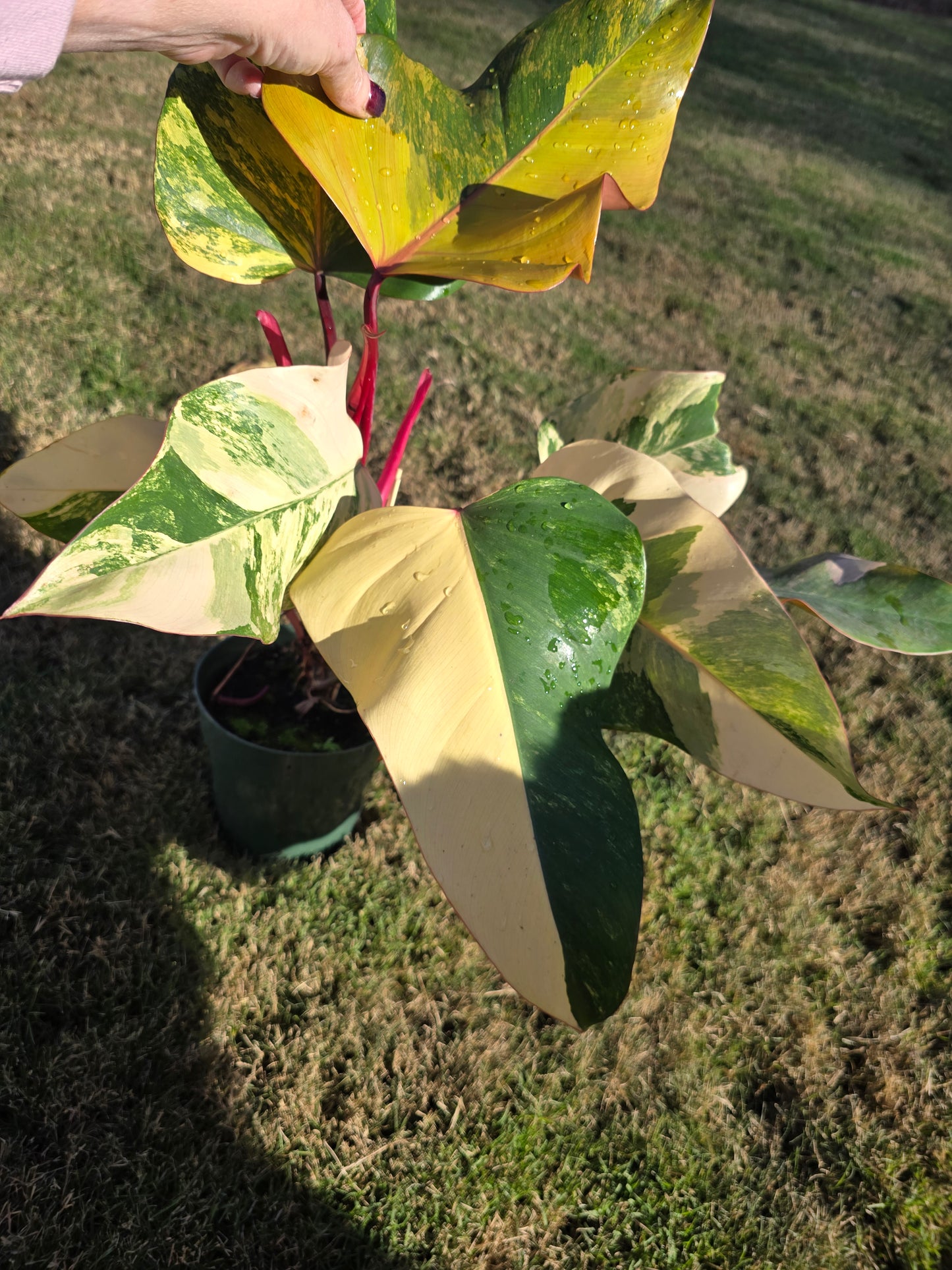 6" Philodendron Strawberry Shake - Not Pet Friendly - Pick Your Plant Option - Live Indoor Plant