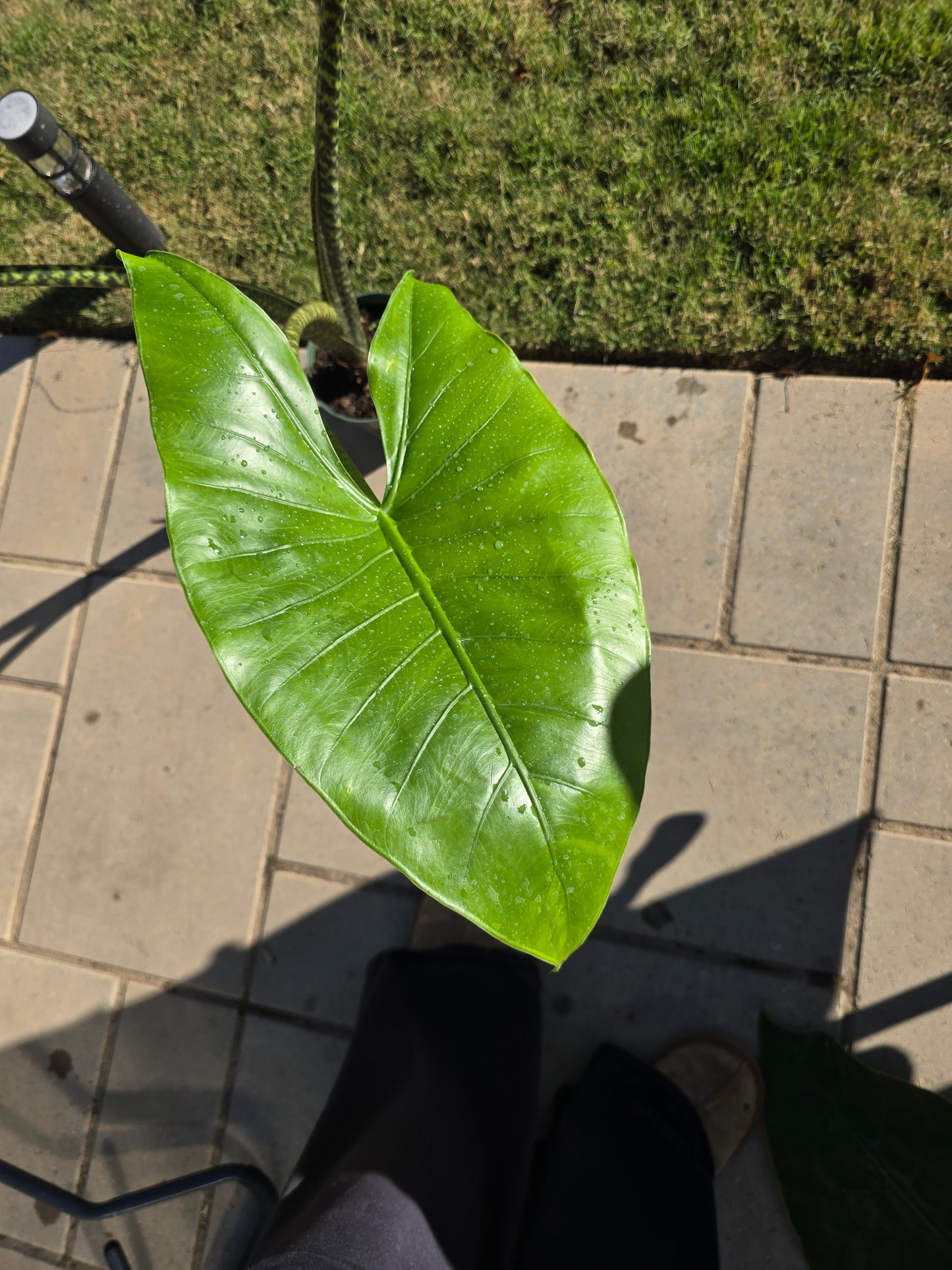 6" Alocasia Zebrina - Not Pet Friendly - Pick Your Plant Option - Live Indoor Plant