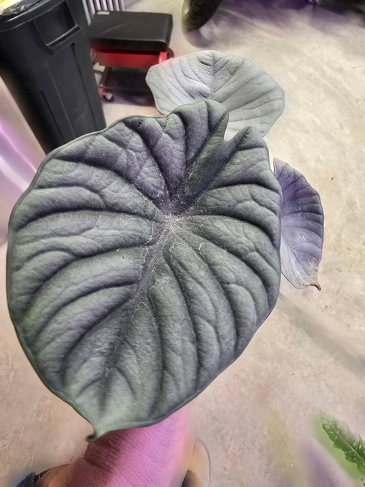 4" Alocasia Nebula Imperialis - Not Pet Friendly - Pick Your Plant Option - Live Indoor Plant