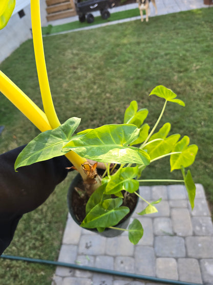 6" Alocasia Macrorrhiza Lutea - Not Pet Friendly - Pick Your Plant Option - Live Indoor Plant