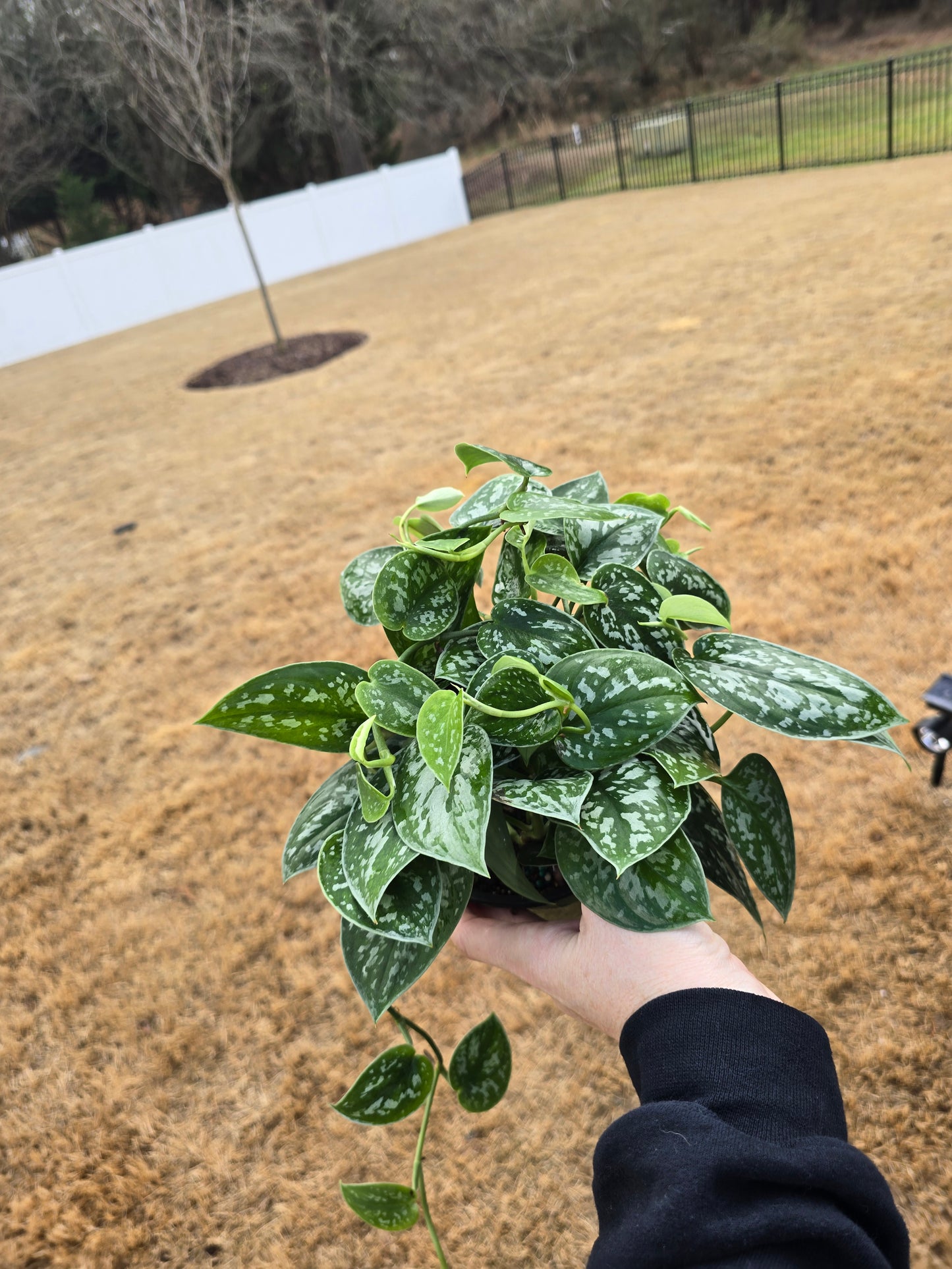 Scindapsus Pictus 6" - Not Pet Friendly - Pick Your Plant Option - Live Indoor Plant