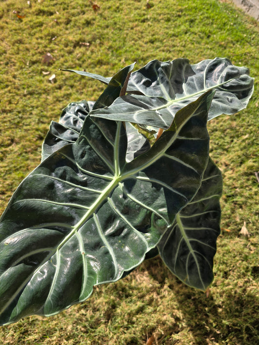 6" Alocasia Pink Dragon (Morocco) - Not Pet Friendly - Pick Your Plant Option - Live Indoor Plant