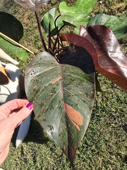 6" Philodendron Orange Princess - Not Pet Friendly - Pick Your Plant Option - Live Indoor Plant