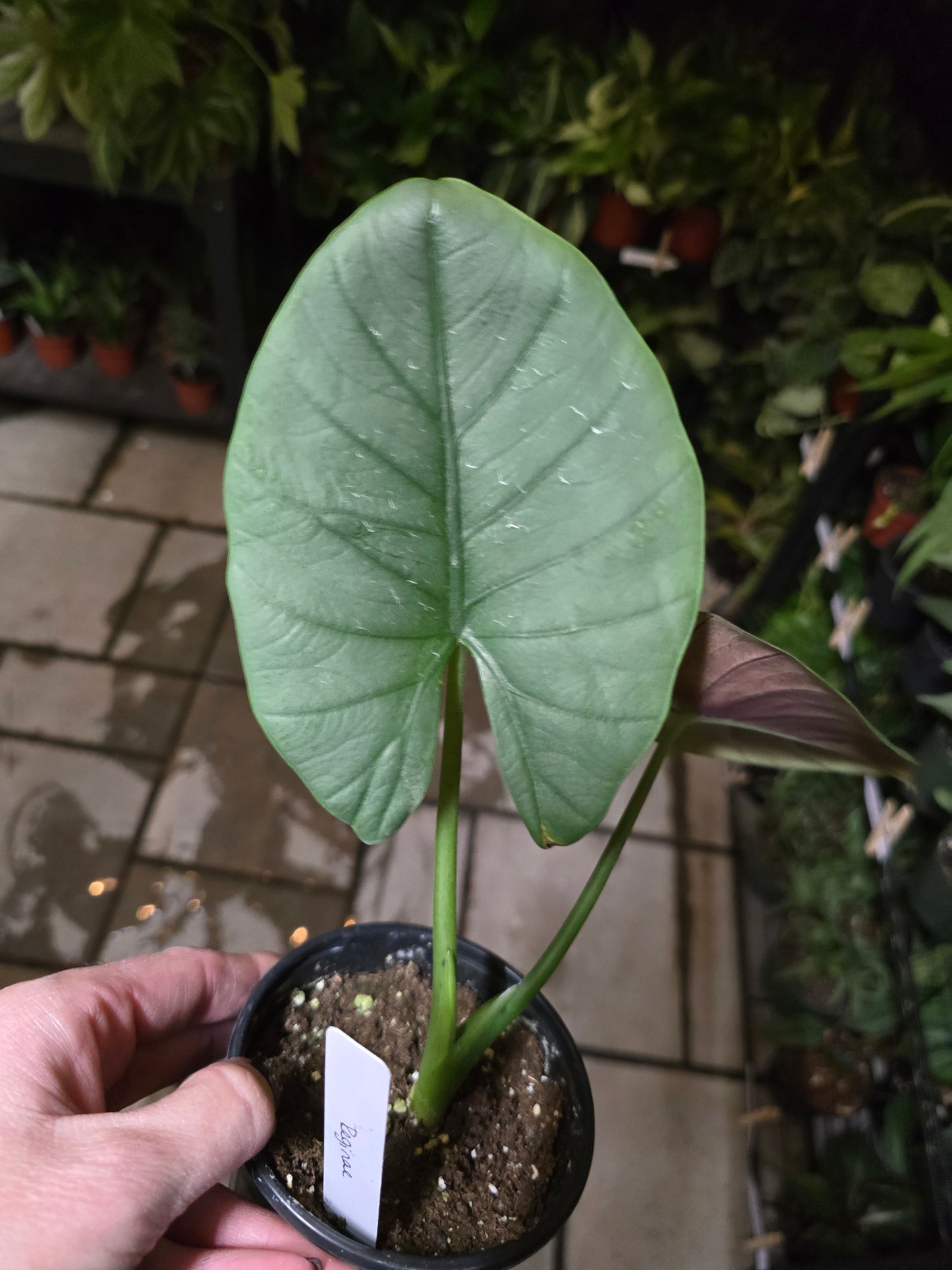 4" Alocasia Reginae - Not Pet Friendly - Exact Plant - Live Indoor Plant