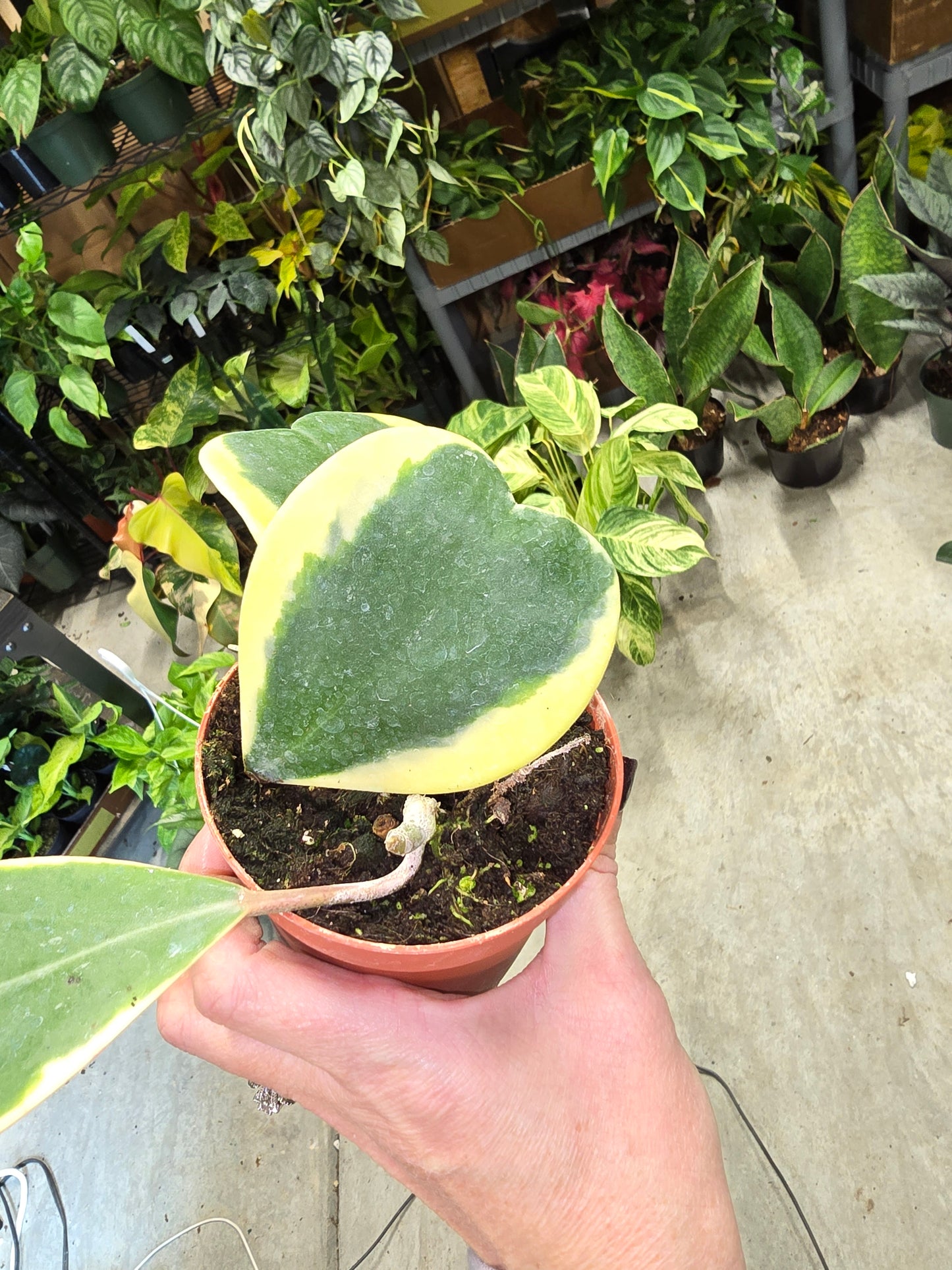 Hoya Kerrii Variegated 4" - Pet Friendly - Pick Your Plant Option - Live Indoor Plant