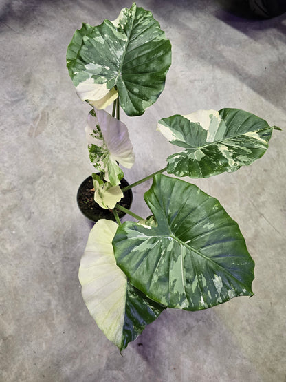 6" Alocasia Gageana Variegated Albo - Not Pet Friendly - Pick Your Plant Option - Live Indoor Plant