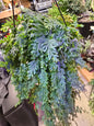 8" Rainbow Fern Hanging Basket - Pet Friendly - Pick Your Plant Option - Live Indoor Plant