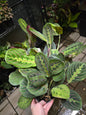 6" Maranta Red Prayer Plant - Pet Friendly - Pick Your Plant Option - Live Indoor Plant