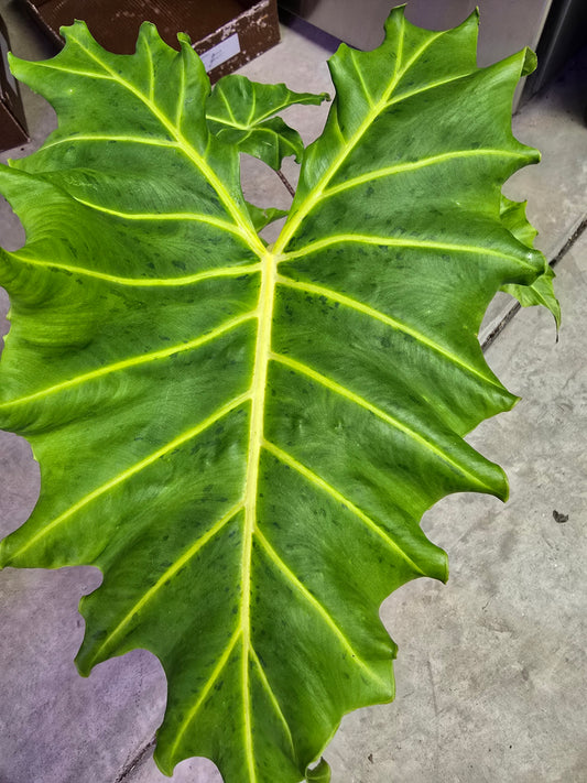 6" Alocasia Golden Dragon - Not Pet Friendly - Pick Your Plant Option - Live Indoor Plant