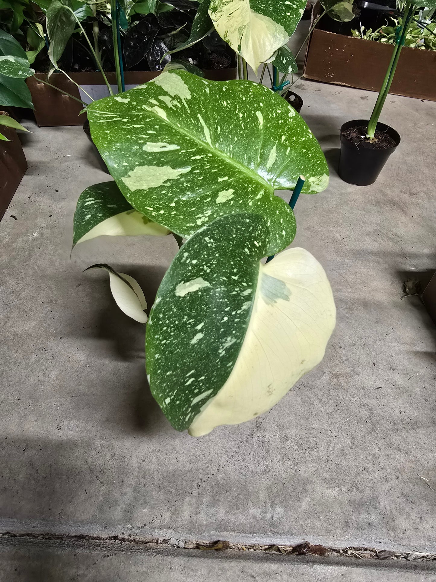 4" Monstera Thai Constellation - Not Pet Friendly - Pick Your Plant Option - Live Indoor Plant