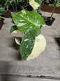 4" Monstera Thai Constellation - Not Pet Friendly - Pick Your Plant Option - Live Indoor Plant