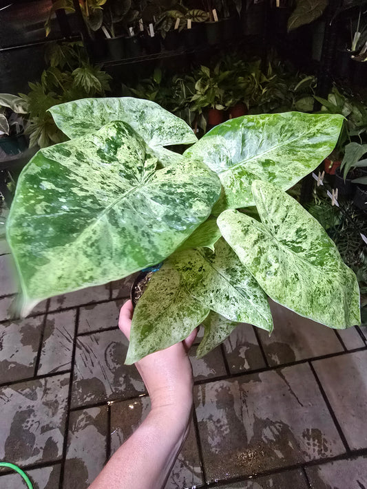 4" Alocasia Odora Batik - Not Pet Friendly - Exact Plant - Live Indoor Plant