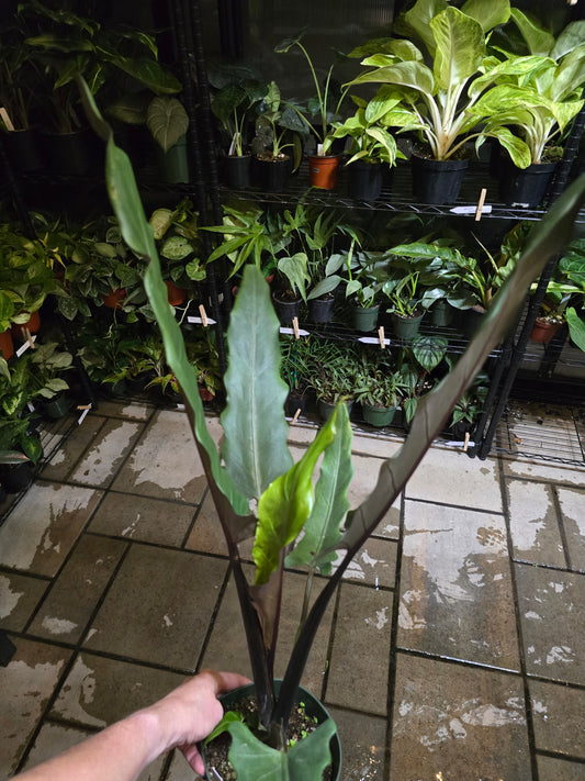 6" Alocasia Lauterbachiana (Purple Sword) - Not Pet Friendly - Exact Plant - Live Indoor Plant