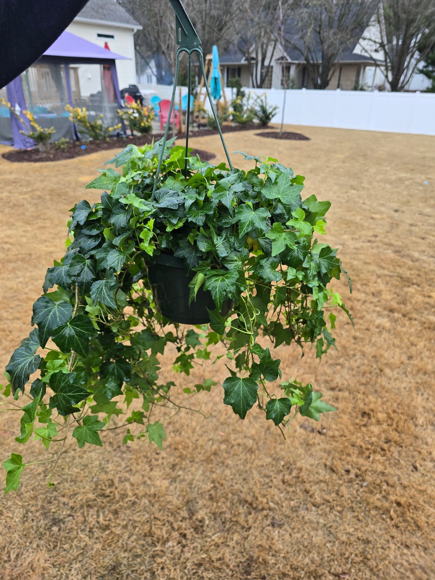 Ivy Green 8” Hanging Basket - Not Pet Friendly - Pick Your Plant Option - Live Indoor Plant