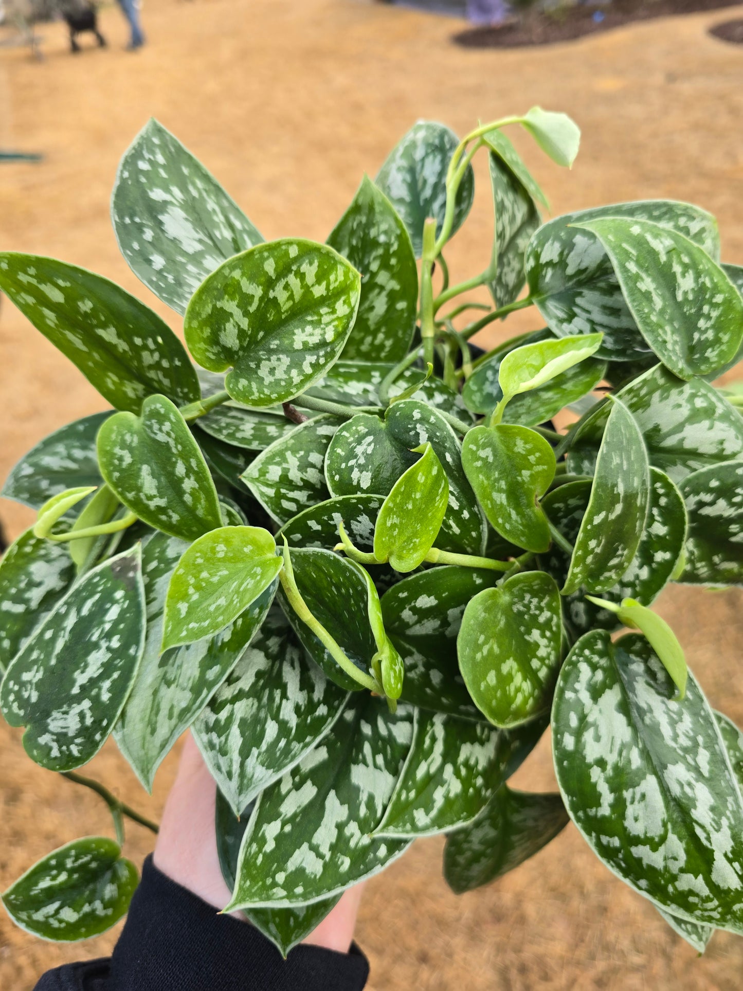 Scindapsus Pictus 6" - Not Pet Friendly - Pick Your Plant Option - Live Indoor Plant