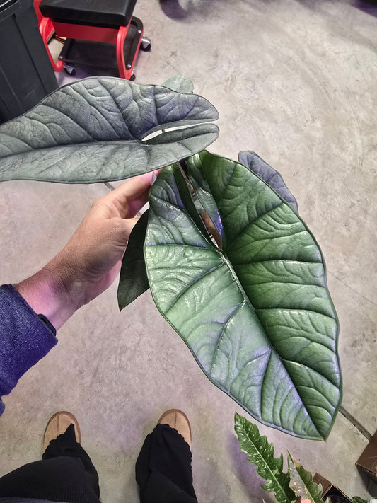 4" Alocasia Platinum - Not Pet Friendly - Pick Your Plant Option - Live Indoor Plant