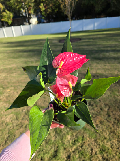 6" Anthurium Maine - Not Pet Friendly - Pick Your Plant Option - Live Indoor Plant