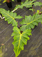 8" Alocasia Golden Dragon - Not Pet Friendly - Pick Your Plant Option - Live Indoor Plant