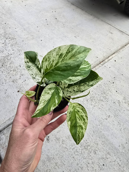 3" Epi Marble - Epipremnum Marble Variegated - Not Pet Friendly - Pick Your Plant Option - Live Indoor Plant