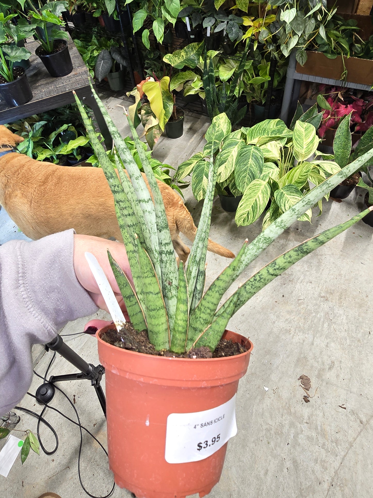 4" Sansevieria Icicle Mikado (Snake Plant) - Not Pet Friendly - Pick Your Plant Option - Live Indoor Plant