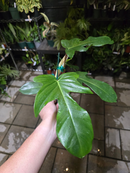 4" Philodendron Squamiferum - Not Pet Friendly - Pick Your Plant Option - Live Indoor Plant