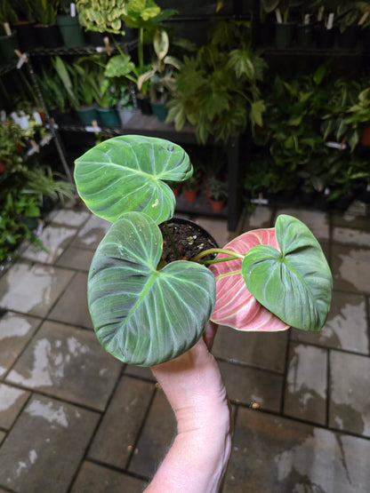 4" Philodendron El Choco Red - Not Pet Friendly - Pick Your Plant Option - Live Indoor Plant