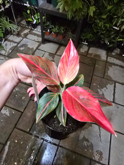 4" Aglaonema Siam Aurora - Not Pet Friendly - Pick Your Plant Option - Live Indoor Plant