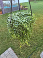 6" String of Turtles Hanging Basket - Peperomia Prostrata - Pet Friendly - Pick Your Plant Option - Live Indoor Plant