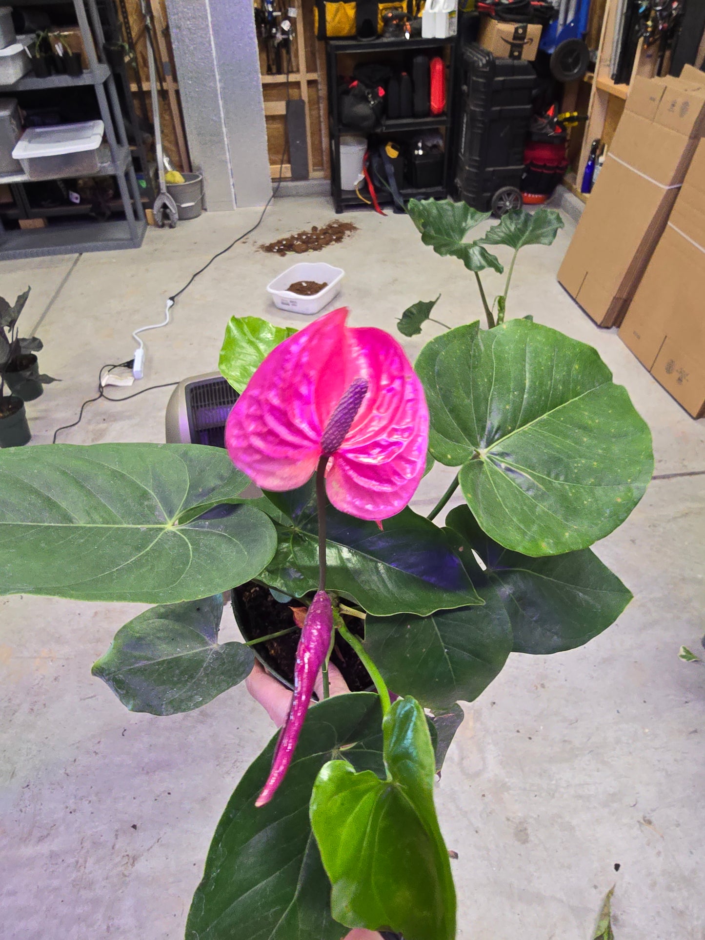 6" Anthurium Utah - Not Pet Friendly - Pick Your Plant Option - Live Indoor Plant