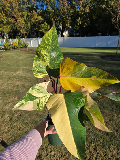 6" Philodendron Strawberry Shake - Not Pet Friendly - Pick Your Plant Option - Live Indoor Plant