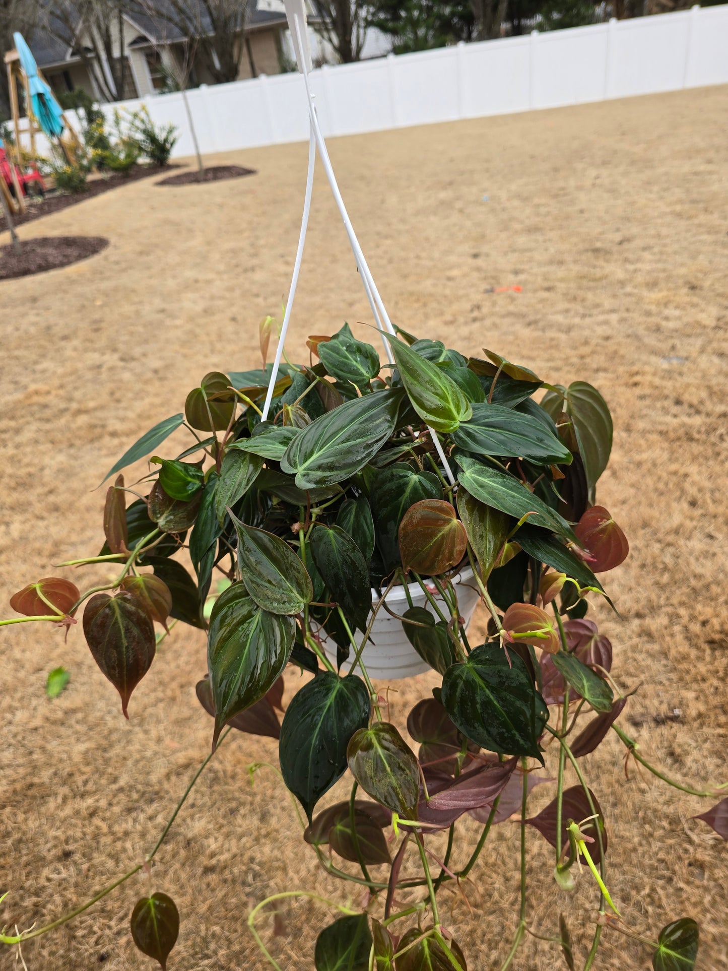 Philodendron Micans (Velvet Leaf) 8" Hanging Basket - Not Pet Friendly - Pick Your Plant Option - Indoor Plant