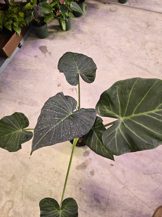 6" Alocasia Regal Shield TALL - Not Pet Friendly - Pick Your Plant Option - Live Indoor Plant