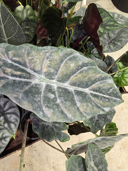 6" Alocasia Chantrieri - Not Pet Friendly - Pick Your Plant Option - Live Indoor Plant