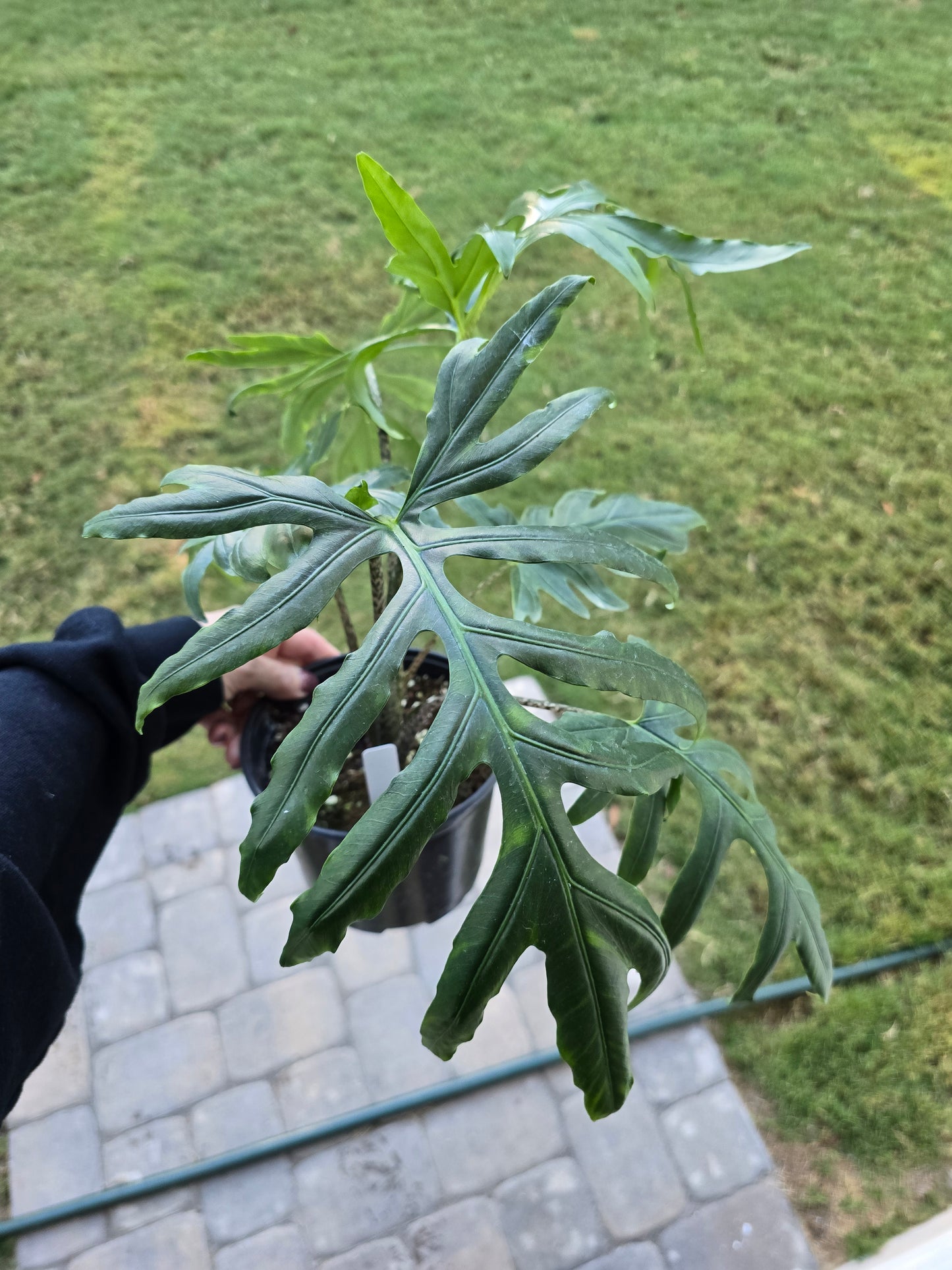 6" Alocasia Brancifolia - Not Pet Friendly - Pick Your Plant Option - Live Indoor Plant