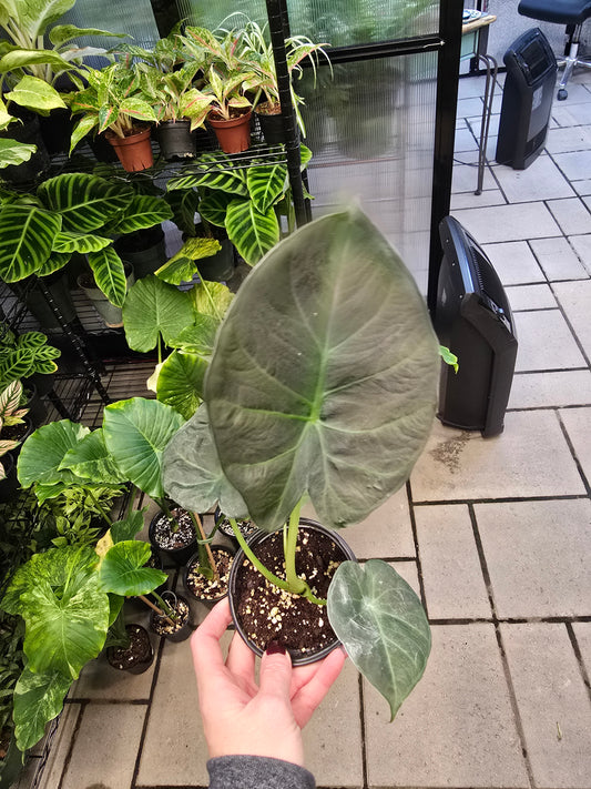 4" Alocasia Regal Shield  - Not Pet Friendly - Pick Your Plant Option - Live Indoor Plant